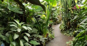 Plants in the Living Rainforest glasshouses