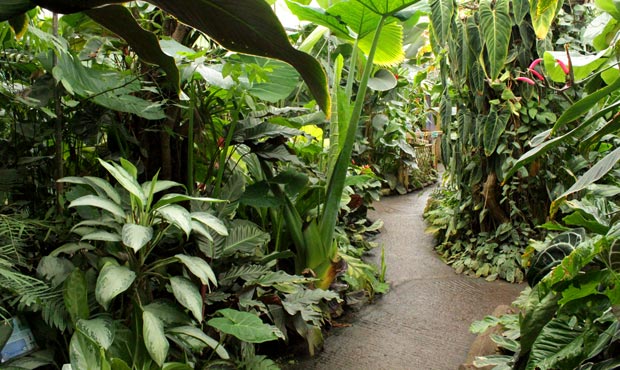 Plants in the Living Rainforest glasshouses