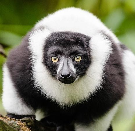 A lemur in Madagascar