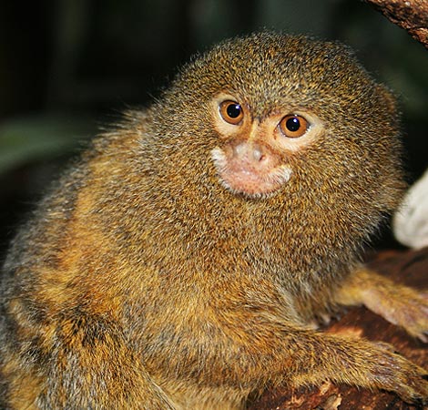 Pygmy marmosets - The Living Rainforest