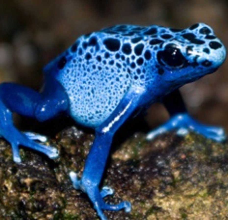 Blue poison dart frog - The Living Rainforest