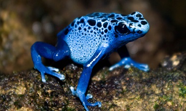 Blue poison dart frog - The Living Rainforest
