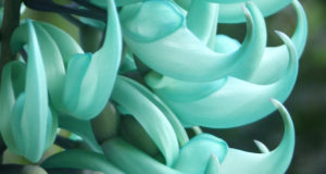 The Philippines jade vine has some of the most extraordinary flowers of any plant. Enormous, metre-long spikes of brilliant turquoise blooms hang from the scrambling stems