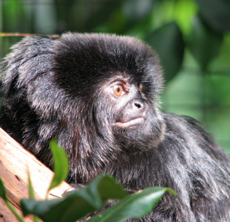 Goeldi's monkey