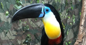 channel billed toucan at the Living Rainforest