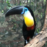 channel billed toucan