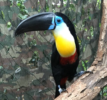 channel billed toucan