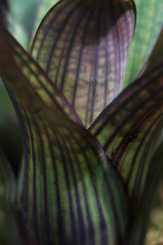 Vriesea gigantea bromeliad