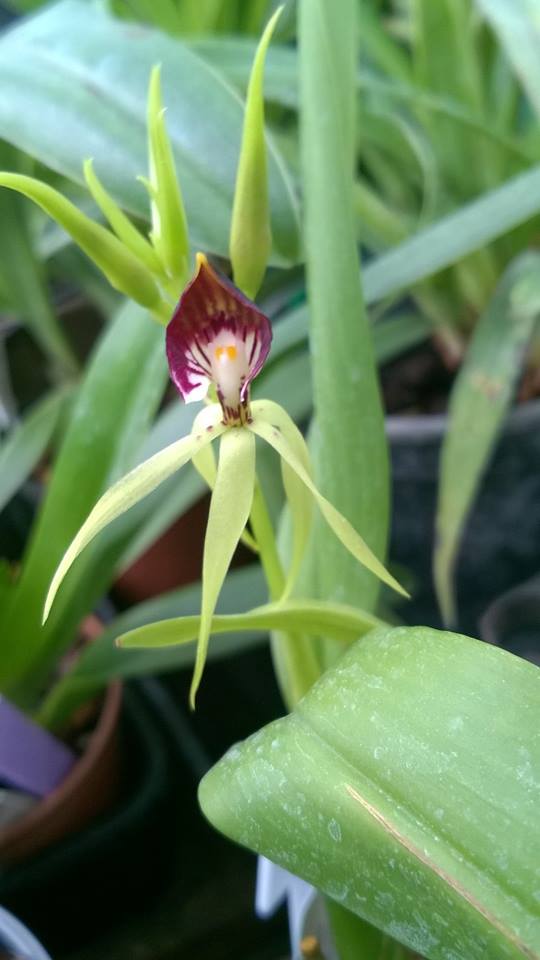 Orchids - The Living Rainforest