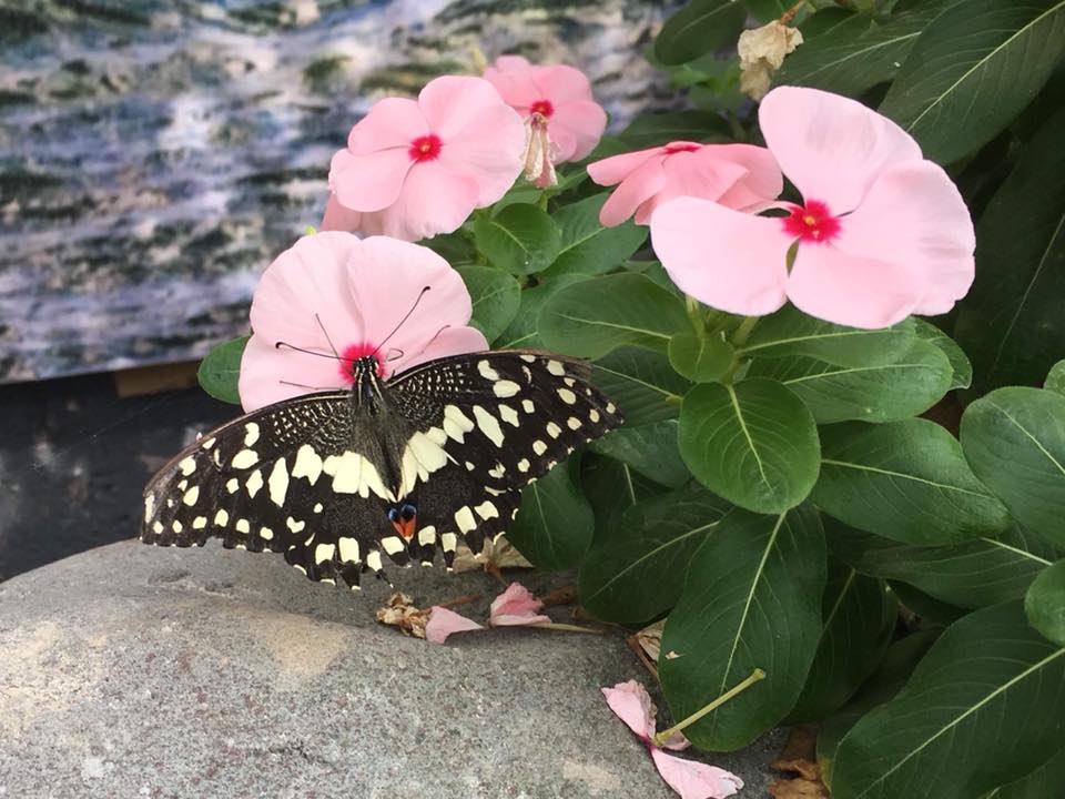ButterflySmallIslands