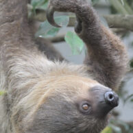 Two-toed Sloth - Cinnamon