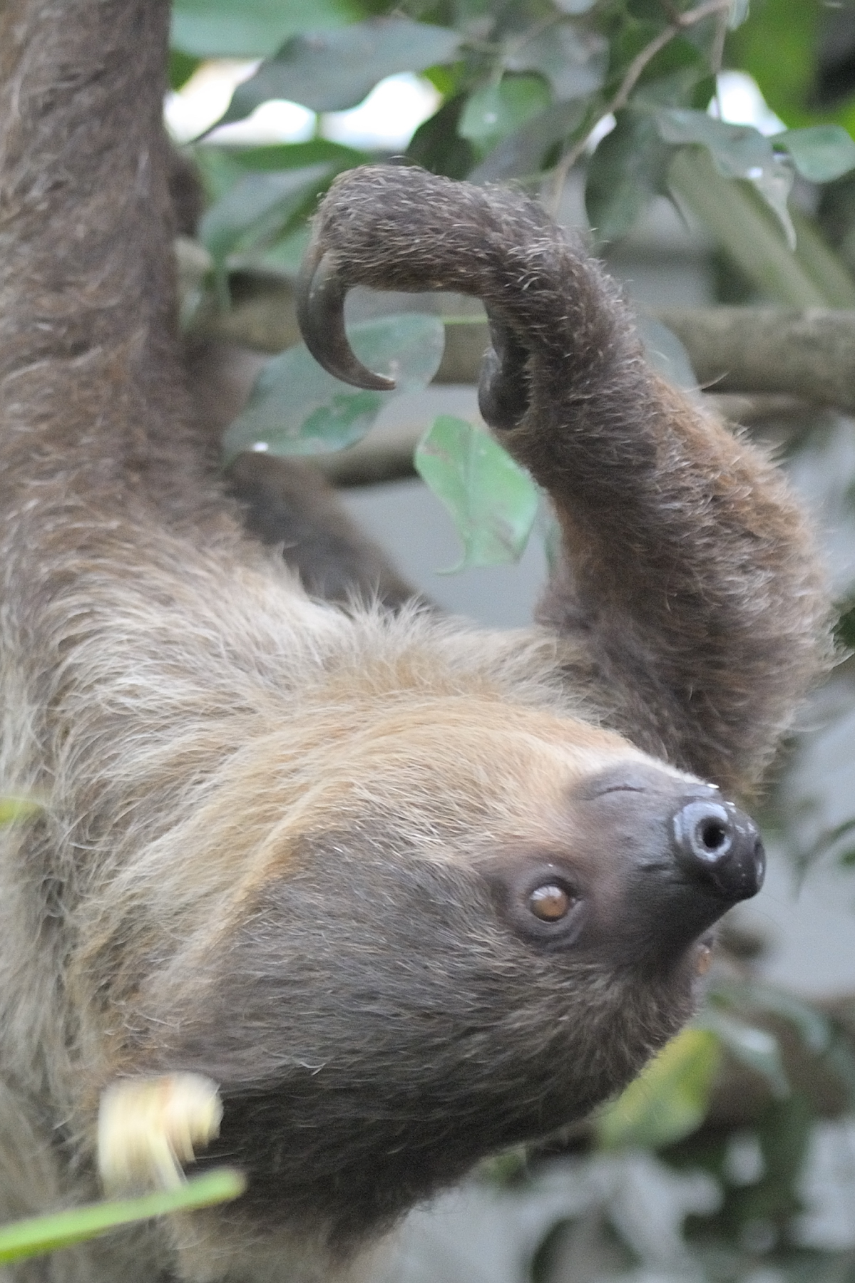 Two-toed Sloth - Cinnamon