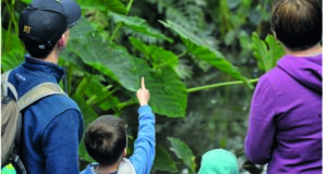 Family looking on Rainforest visit
