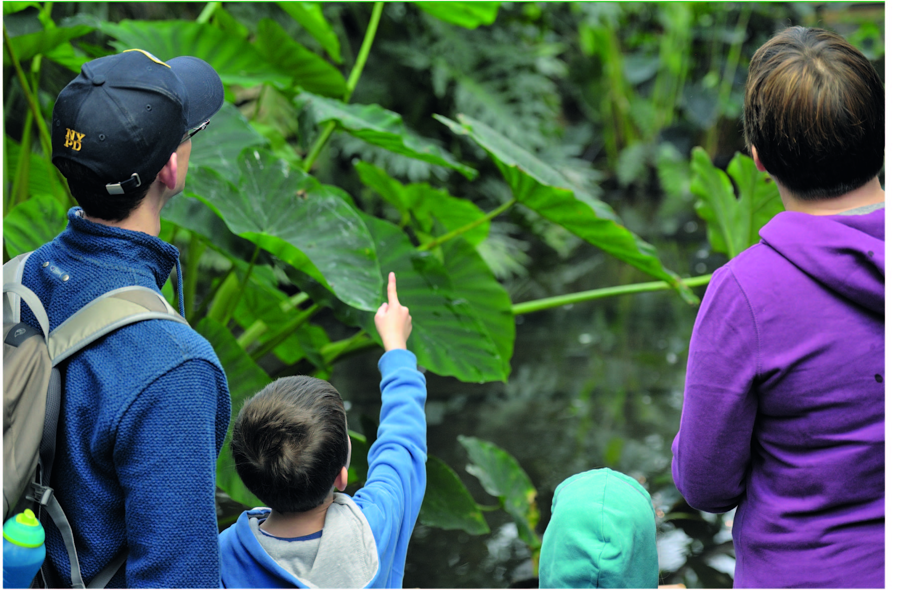 Family looking on Rainforest visit