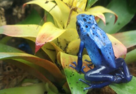 Guzmania with poison dart frog