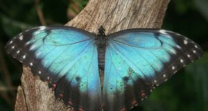 Morpho low res