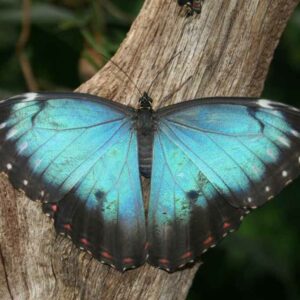 Morpho low res