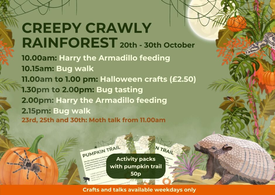 Copy of Creepy Crawlers Rainforest Poster 2