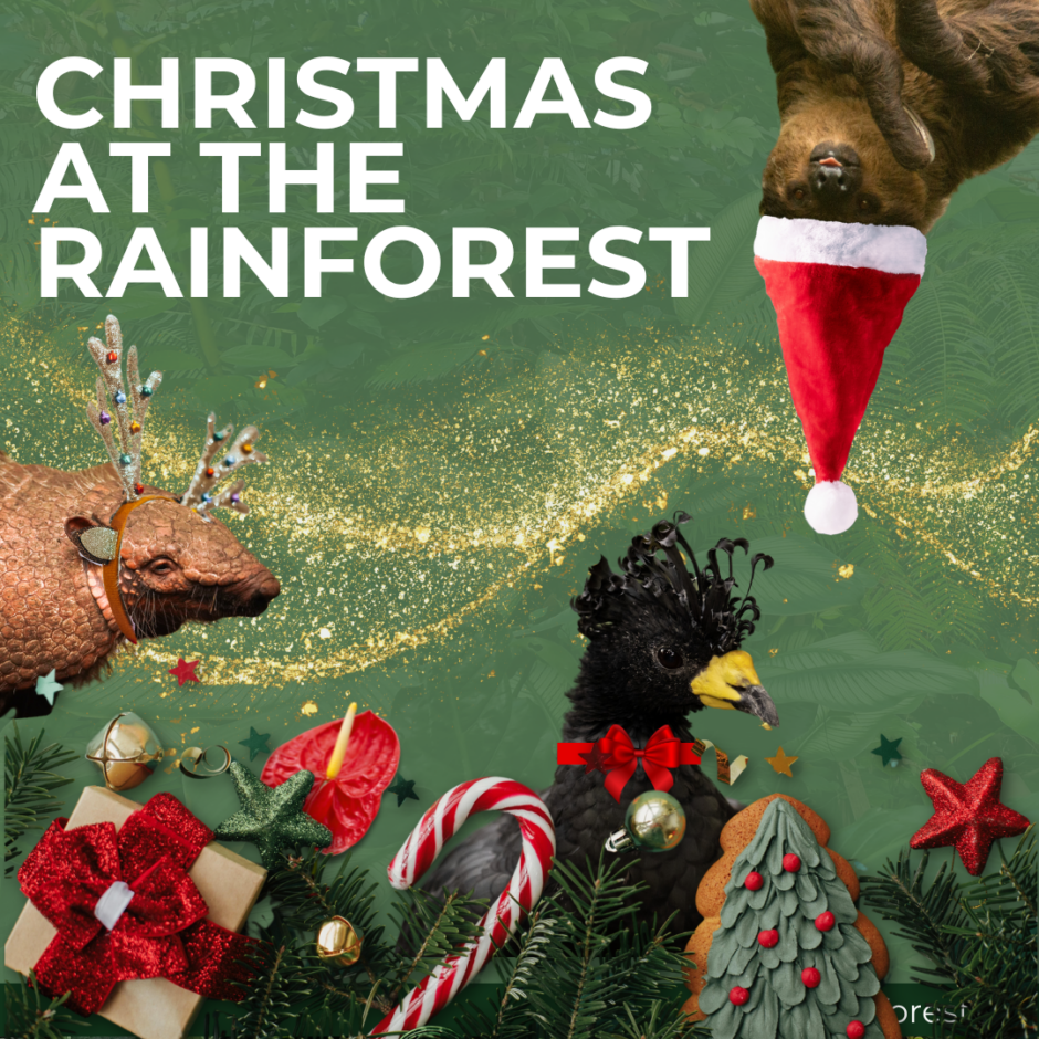Christmas at the rainforest (Instagram Post)