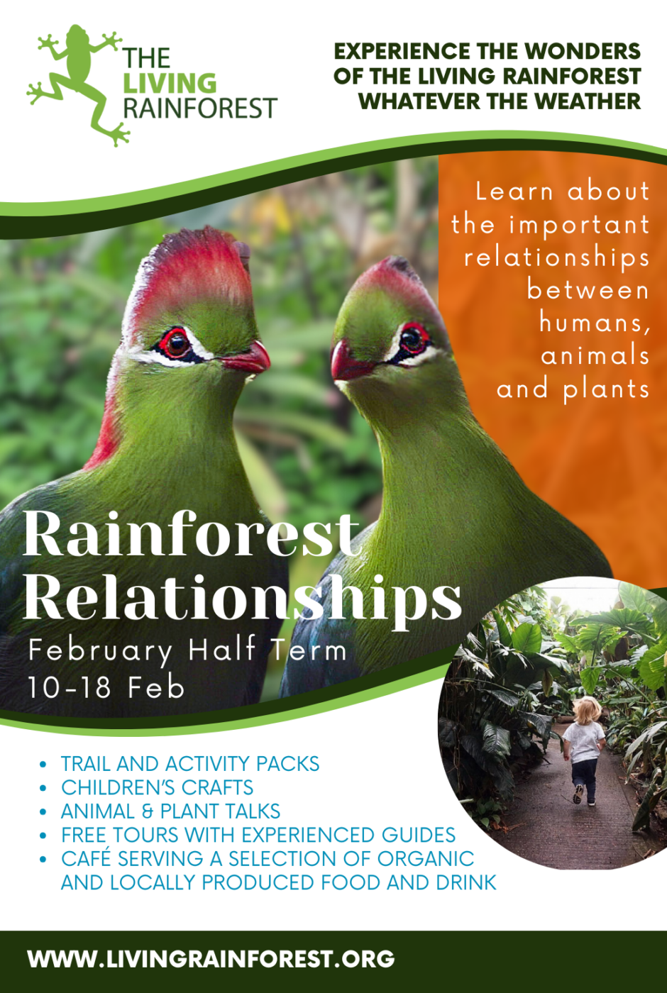 Rainforest Relationships Feb Half Term 2024