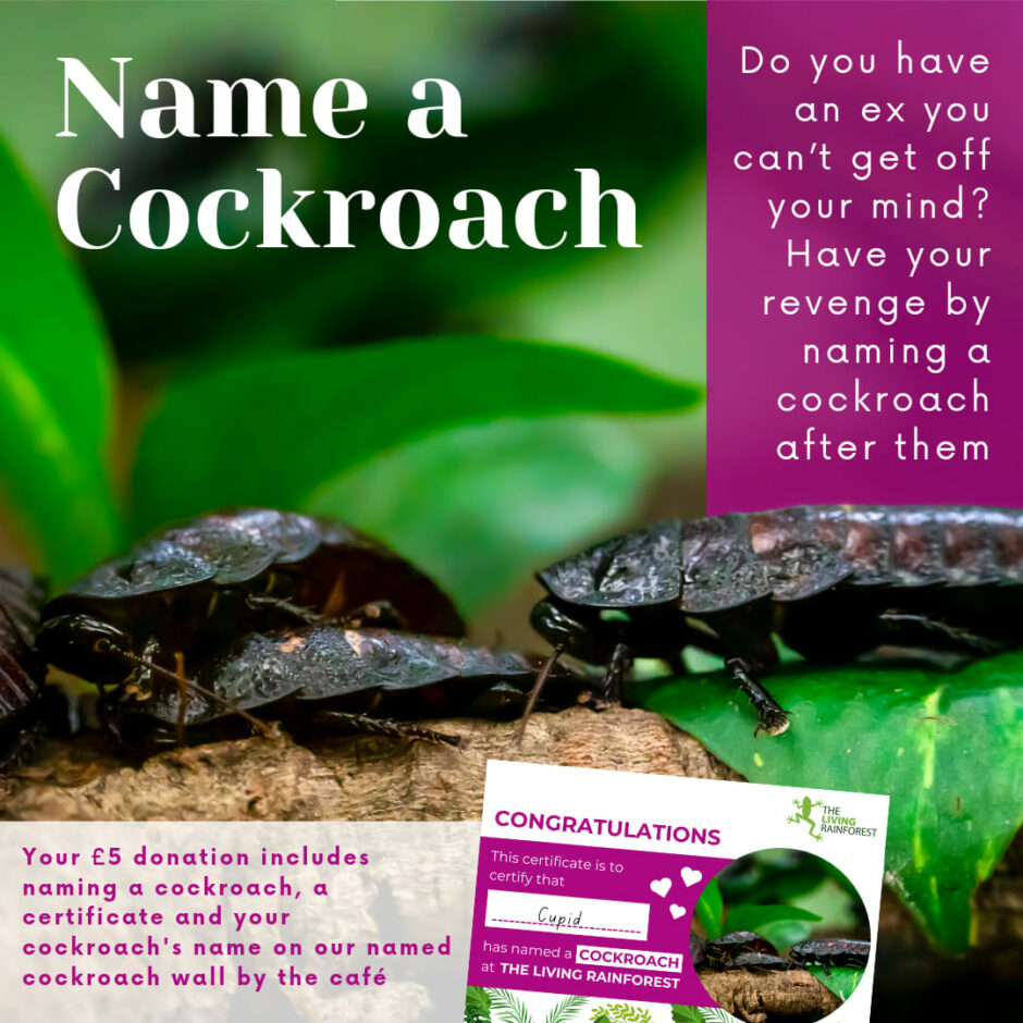 Name a cockroach Feb24