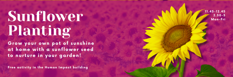 Sunflower Planting banner Easter 2024
