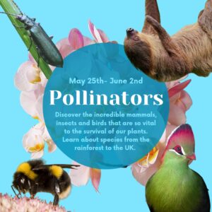 Pollinators HT square May 2024