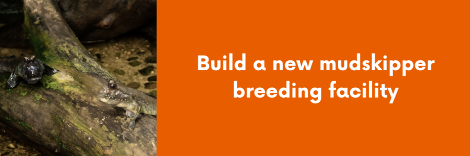 Build new mudskipper breeding facility