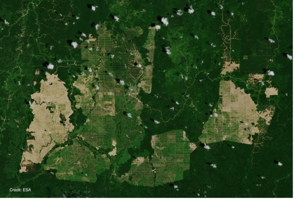 palm oil deforestation