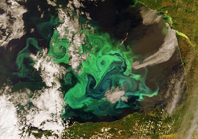 phytoplankton bloom