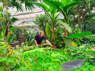 Chloe McGiveron and water banana plants at The Living Rainforest