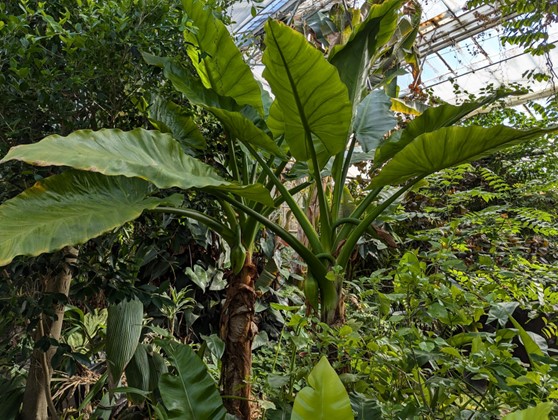 Water Bananas at The Living Rainforest Dec 2024