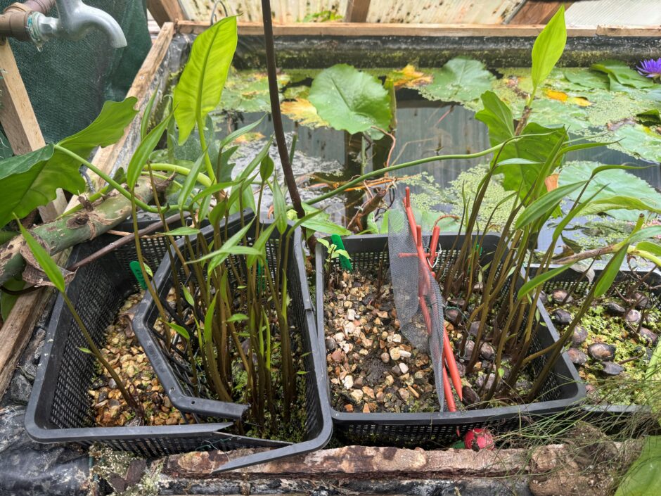 water banana germination test Chloe McGiveron