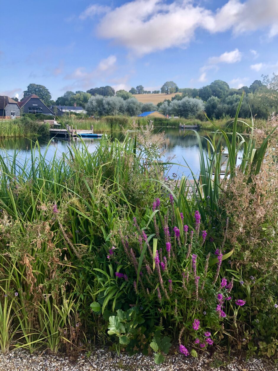 View of the lake outside The Living Rainforest office, Newbury
