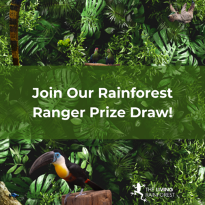 Rainforest Ranger Prize Draw