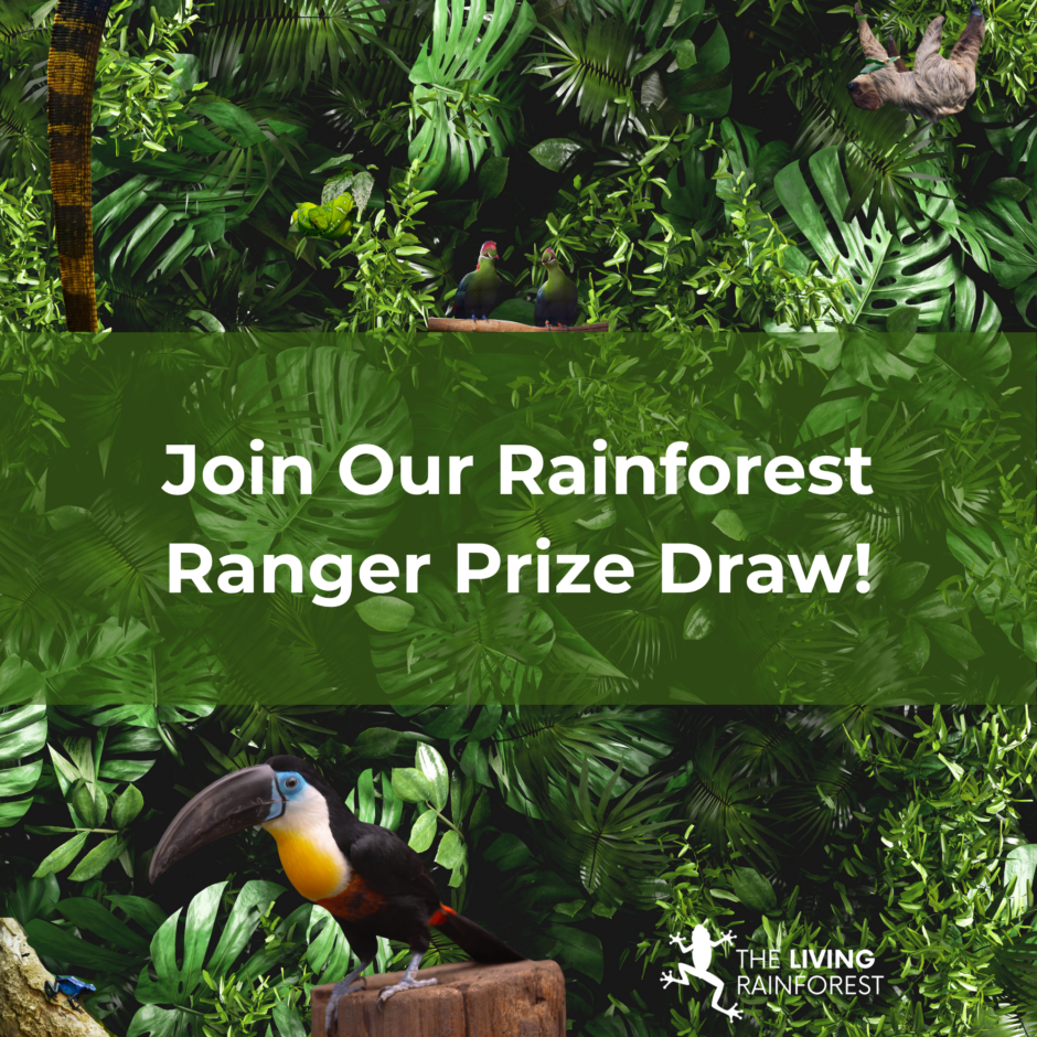 Rainforest Ranger Prize Draw Rainforest Ranger Prize Draw